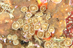 Palythoa heliodiscus
