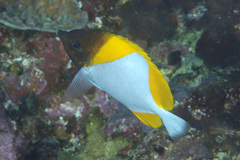 Hemitaurichthys polylepis