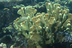 Pocillopora grandis