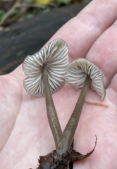 Mycena quiniaultensis