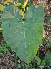 Xanthosoma sagittifolium