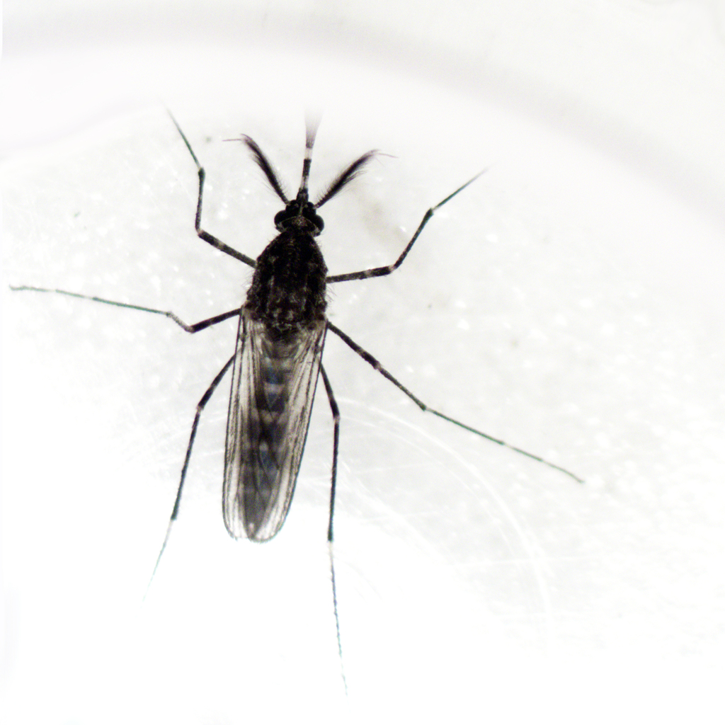 Aedes alboannulatus from Gordon VIC 3345, Australia on December 10 ...