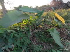 Xanthosoma sagittifolium