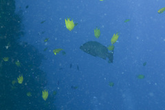 Amblyglyphidodon aureus