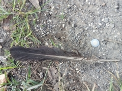 Cathartiformes