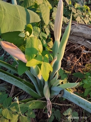 Xanthosoma sagittifolium