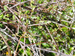 Clematis quadribracteolata