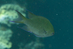 Neopomacentrus filamentosus