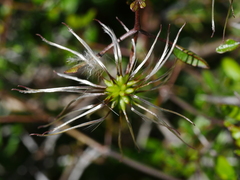 Clematis quadribracteolata