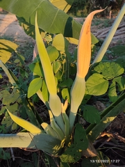 Xanthosoma sagittifolium