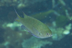 Neopomacentrus filamentosus