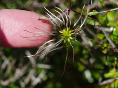Clematis quadribracteolata