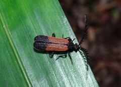 Morpholycus apicalis