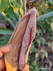 Xanthosoma sagittifolium