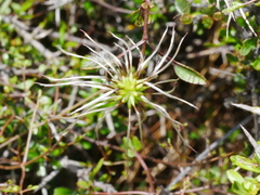 Clematis quadribracteolata