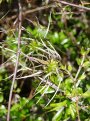 Clematis quadribracteolata