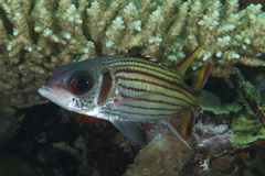 Neoniphon sammara