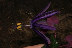 Passiflora umbilicata