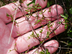 Clematis quadribracteolata