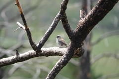 Junco hyemalis dorsalis