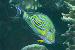 Acanthurus lineatus