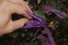 Passiflora umbilicata