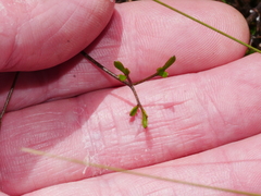 Clematis quadribracteolata