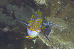 Acanthurus lineatus
