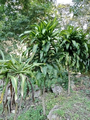 Dracaena fragrans