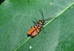 Chauliognathus atricornis