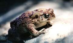 Sclerophrys mauritanica