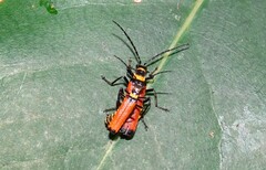 Chauliognathus atricornis