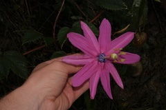 Passiflora