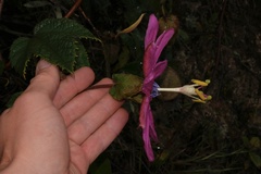 Passiflora
