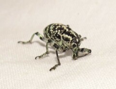 Chrysolopus spectabilis