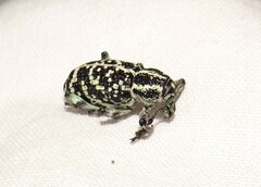 Chrysolopus spectabilis