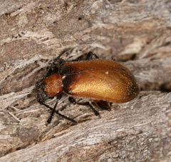 Ecnolagria rufescens