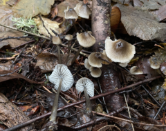 Mycena quiniaultensis