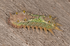 Doratifera oxleyi