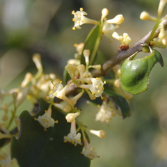 Daphnopsis racemosa