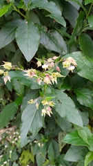 Trichodesma calycosum