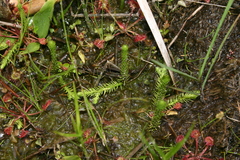 Lycopodiella