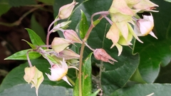 Trichodesma calycosum