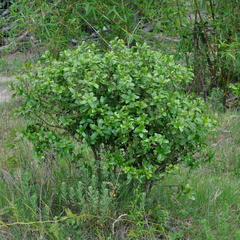 Daphnopsis racemosa