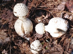 Amanita rhopalopus