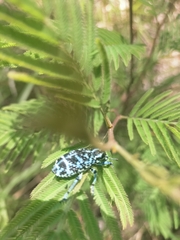 Chrysolopus spectabilis