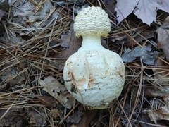 Amanita rhopalopus