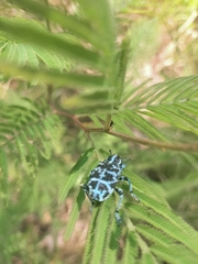 Chrysolopus spectabilis