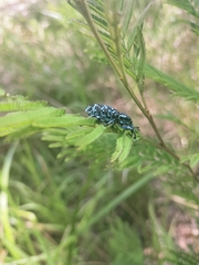 Chrysolopus spectabilis