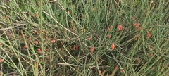 Ephedra fragilis